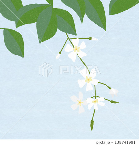 手描きの花のイラスト　テイカカズラ 139741981