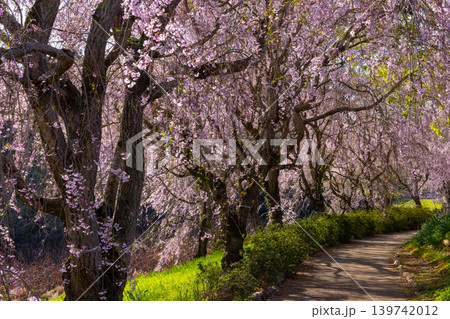 茨城県石岡市染谷 常陸風土記の丘水際公園金山池を囲む枝垂れ桜並木のトンネル 茨城県石岡市染谷 常陸風土記の丘水際公園金山池を囲む枝垂れ桜並木のトンネル 139742012