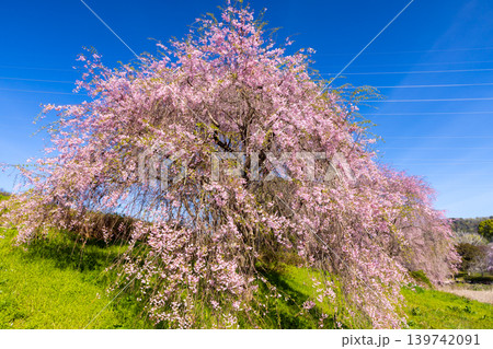 茨城県石岡市染谷　常陸風土記の丘水際公園金山池を囲む枝垂れ桜 139742091