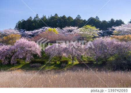 茨城県石岡市染谷 常陸風土記の丘水際公園金山池を囲む枝垂れ桜 茨城県石岡市染谷 常陸風土記の丘水際公園金山池を囲む枝垂れ桜 139742093