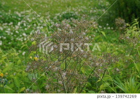 咲き終わったオニタビラコの花・2026年5月 咲き終わったオニタビラコの花・2026年5月 139742269