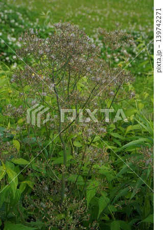 咲き終わったオニタビラコの花・2026年5月 139742271