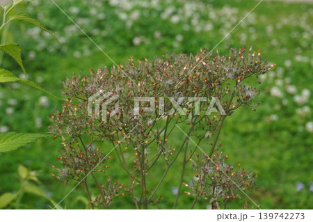 咲き終わったオニタビラコの花・2026年5月 咲き終わったオニタビラコの花・2026年5月 139742273