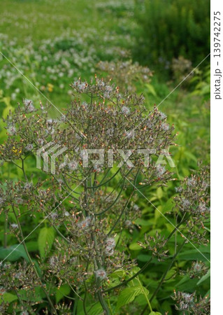 咲き終わったオニタビラコの花・2026年5月 咲き終わったオニタビラコの花・2026年5月 139742275