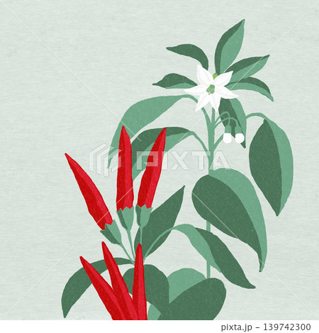 手描きの花のイラスト　トウガラシ 139742300