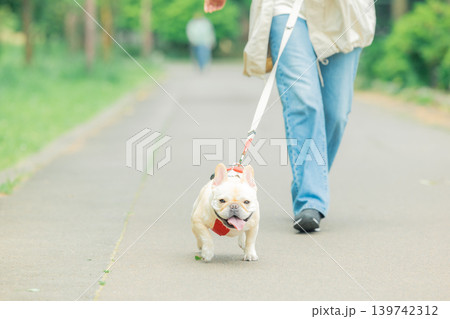 お散歩 飼い主さんと歩いているフレンチブルドック お散歩 飼い主さんと歩いているフレンチブルドック 139742312