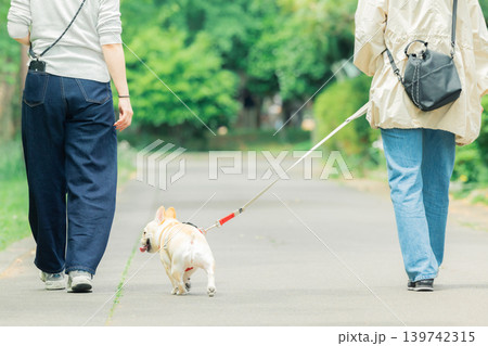 お散歩 飼い主さんと歩いているフレンチブルドック お散歩 飼い主さんと歩いているフレンチブルドック 139742315