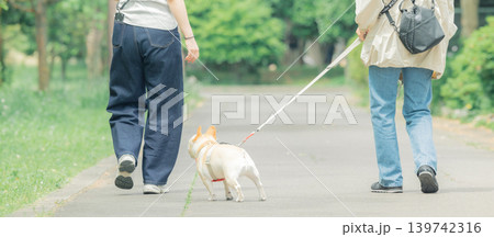 お散歩 飼い主さんと歩いているフレンチブルドック お散歩 飼い主さんと歩いているフレンチブルドック 139742316