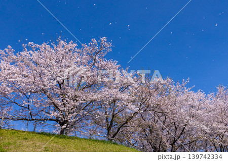 茨城県東茨城郡茨城町大戸 大戸さくら公園の満開のソメイヨシノと風に舞う桜の花びら 茨城県東茨城郡茨城町大戸 大戸さくら公園の満開のソメイヨシノと風に舞う桜の花びら 139742334
