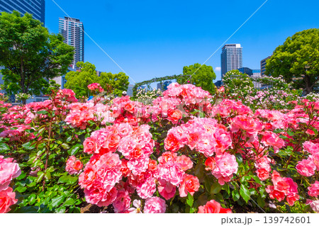 大阪 中之島公園のバラ園 大阪 中之島公園のバラ園 139742601