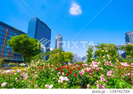 大阪 中之島公園のバラ園 大阪 中之島公園のバラ園 139742784