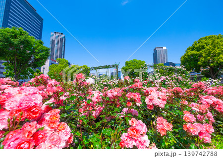 大阪 中之島公園のバラ園 大阪 中之島公園のバラ園 139742788