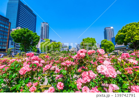 大阪 中之島公園のバラ園 139742791