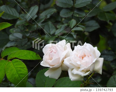 春咲きの白い薔薇が2輪 春咲きの白い薔薇が2輪 139742793