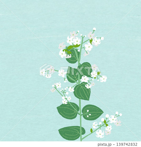 手描きの花のイラスト アカネ 手描きの花のイラスト アカネ 139742832