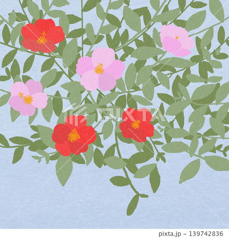 手描きの花のイラスト　ポーチュラカ 139742836