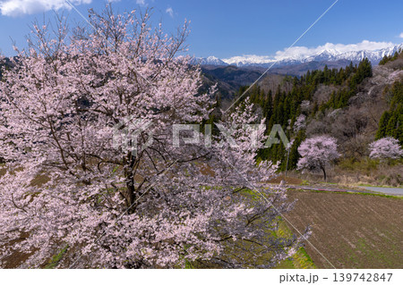 長野県上水内郡小川村高府　オオヤマザクラなどが咲く二反田の桜の奥の桜と残雪の北アルプスの景色 139742847