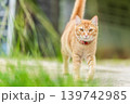 Ginger tabby cat walks in the outdoor area among green grass on a sunny day while exploring its surroundings. High quality photo 139742985