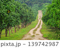 An agricultural tropical plantation with rows of trees stretching away along a dirt road. The green landscapes of Thailand with mango, mangosteen or macadamia nut plantations, agriculture in Southeast 139742987