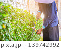 A gardener trims a green shrub with scissors. The activity takes place outdoors during the day. The gardener focuses on shaping the hedge carefully. High quality photo 139742992