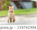 Ginger tabby cat copy space sits on a path with green grass in the background. The cat looks directly at the camera with a neutral expression. A calm outdoor scene can be seen. High quality photo 139742994