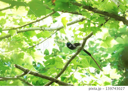 木から飛び出すサンコウチョウ 139743027