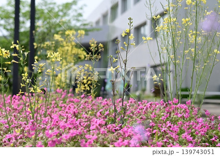 街角を彩る初夏の花壇 街角を彩る初夏の花壇 139743051