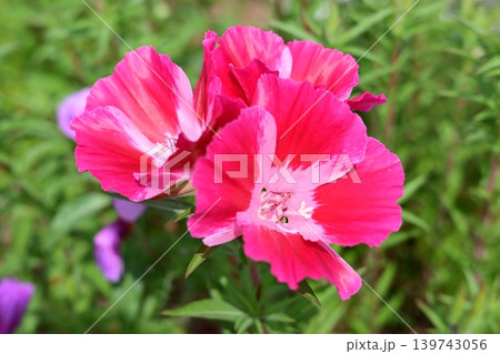 鮮やかなピンクのゴデチアの花 鮮やかなピンクのゴデチアの花 139743056