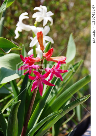 花の少なくなった2年目以降のヒヤシンス 花の少なくなった2年目以降のヒヤシンス 139743247