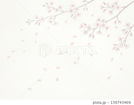 白い背景に満開に咲いた桜の花 139743469