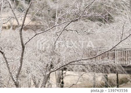まだ開花前の枝垂れ桜の豊富な枝ぶりが美しい まだ開花前の枝垂れ桜の豊富な枝ぶりが美しい 139743556