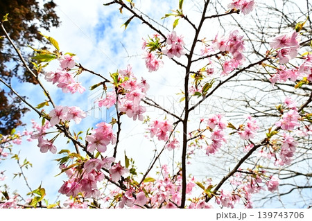可憐に咲いたピンクの河津桜 可憐に咲いたピンクの河津桜 139743706