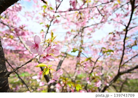 可憐に咲いたピンクの河津桜 可憐に咲いたピンクの河津桜 139743709