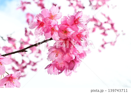 可憐に咲いたピンクの河津桜 可憐に咲いたピンクの河津桜 139743711