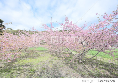 可憐に咲いたピンクの河津桜 139743720