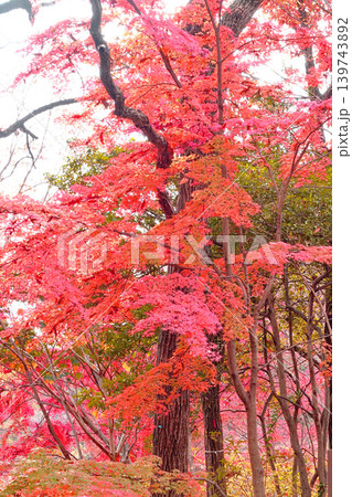 モミジ紅葉 モミジ紅葉 139743892