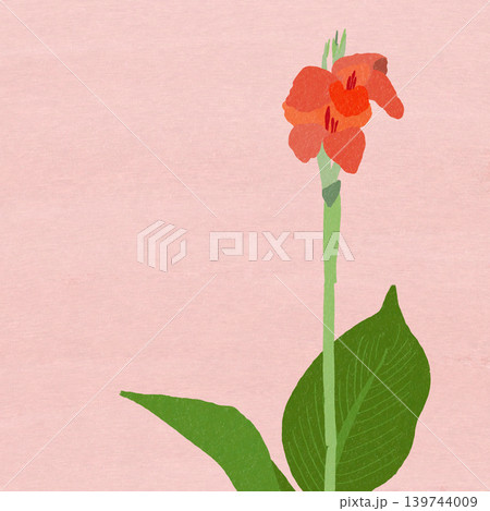 手描きの花のイラスト カンナ 手描きの花のイラスト カンナ 139744009
