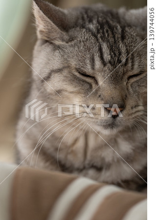 窓辺で眠る猫 サバトラ猫 窓辺で眠る猫 サバトラ猫 139744056