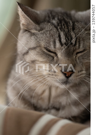 窓辺で眠る猫　サバトラ猫 139744057