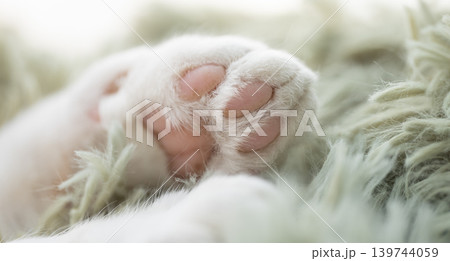 可愛い猫の手 可愛い猫の手 139744059