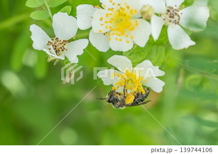 草花の蜜を吸うミツバチ 草花の蜜を吸うミツバチ 139744106