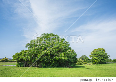 淀川河川公園の新緑の木々　淀川河川公園太間地区　大阪府寝屋川市 139744107