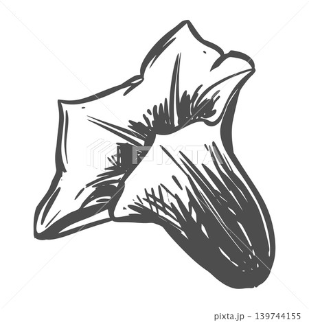 Batat flower sketch. Vector illustration Field bindweed. Engraving style. A sweet potato leaf lies on a table against a white background. Hand drawn Railroad vine, imitating etching. Batat flower sketch. Vector illustration Field bindweed. Engraving style. A sweet potato leaf lies on a table against a white background. Hand drawn Railroad vine, imitating etching. 139744155