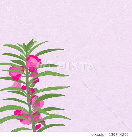 手描きの花のイラスト　ホウセンカ 139744295