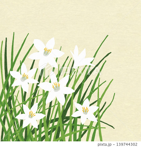 手描きの花のイラスト　ゼフィランサス 139744302