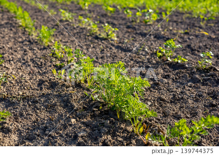 Small carrot sprouts are visible in the field with rich soil during the daytime in spring. The plants stretch towards the sun Small carrot sprouts are visible in the field with rich soil during the daytime in spring. The plants stretch towards the sun 139744375