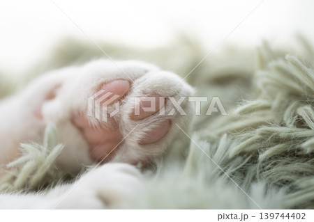 可愛い猫の手 可愛い猫の手 139744402