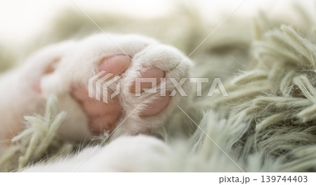 可愛い猫の手 139744403