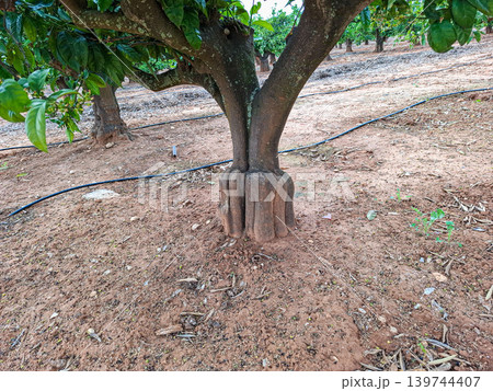 Citrus tree shows multi trunk base with a clear graft union line. The orchard has a drip irrigation system visible on the ground and well-maintained soil around the trees. Citrus tree shows multi trunk base with a clear graft union line. The orchard has a drip irrigation system visible on the ground and well-maintained soil around the trees. 139744407