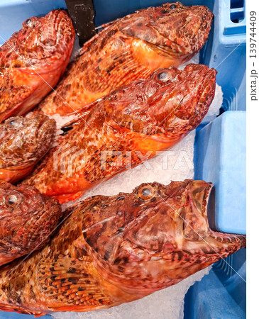 A close view of fresh red scorpionfish on crushed ice at a traditional seafood market. Customers can see the sharp fins and wide eyes of the fish. 139744409